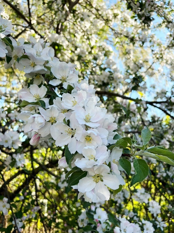 Ihanaa ja leppoisaa kesää kaikille ☀️❣️☀️ Omenapuunkukat.