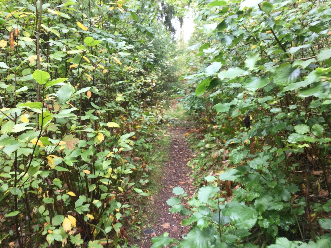 Polku metsämörrimetsään