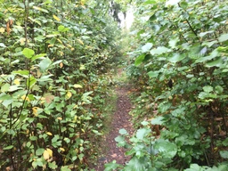 Polku metsämörrimetsään