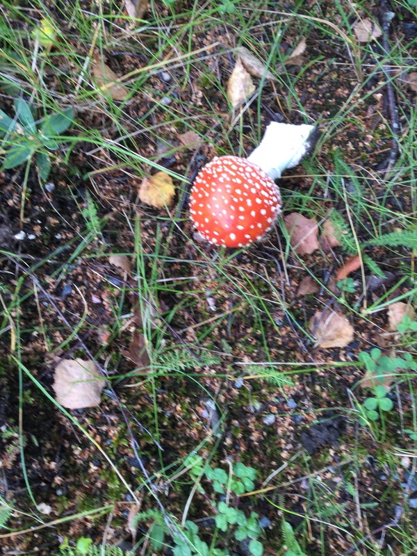 Punainen kärpässieni