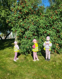 Lapset tutkivat pihlajapuuta.