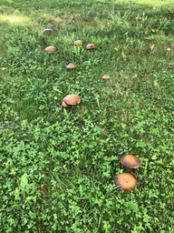 Sieniä maassa