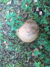 Metsän sieni