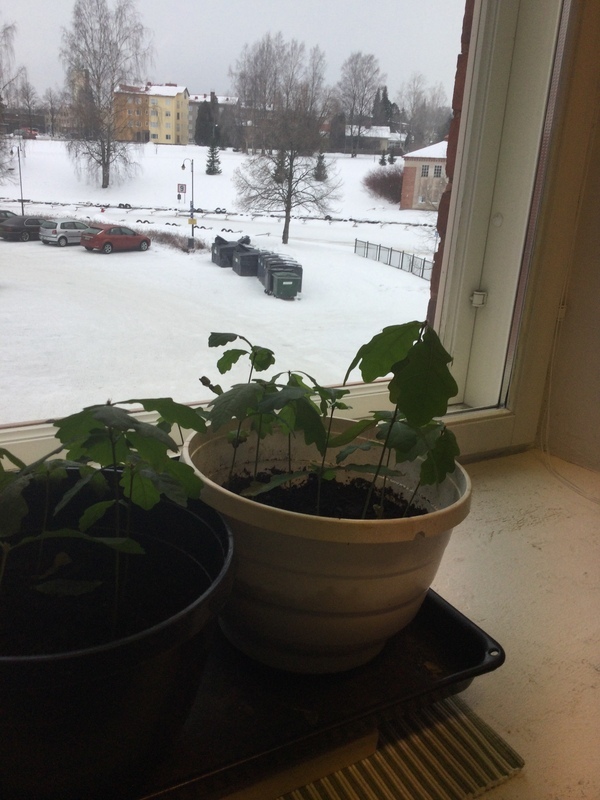 Pieniä tammen alkuja kukkaruukussa