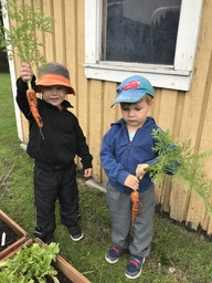 Lapset esittelevät poimimiaan porkkanoita.