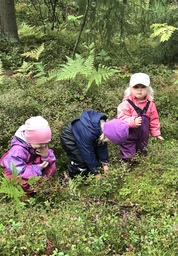 Lapset syövät mustikoita metsässä.