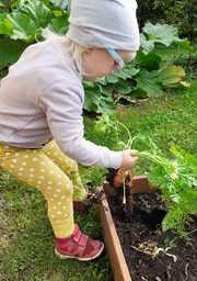 Lapsi poimii porkkanaa kasvimaasta.