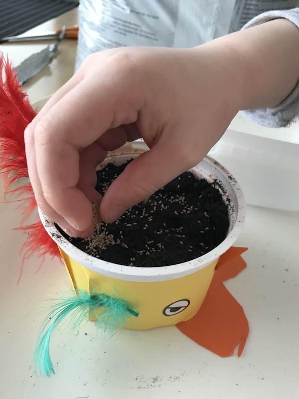 Lapsi kylvää rairuhon siemeniä purkkiin.