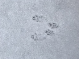 Oravan jäljet lumessa
