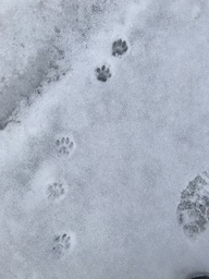Kissan jäljet lumessa