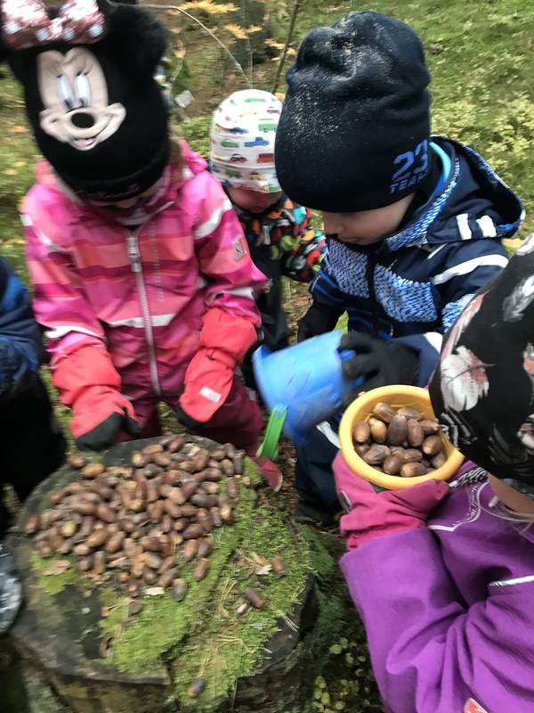 Lapset vievät tammenterhoja metsään.