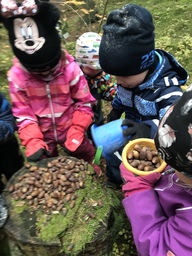 Lapset vievät tammenterhoja metsään.