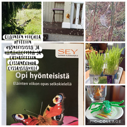 Hämähäkin seittiä. Hämähäkkiaskartelu. Eläintenviikon opas lehti. Kissanruohoa.