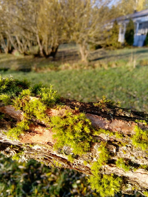 Sammalta puunrungolla