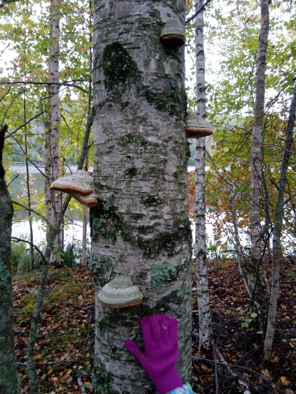 Kääpä puun rungossa