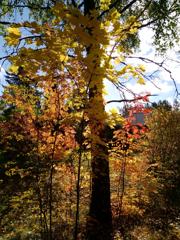 Syksyisiä lehtiä puussa