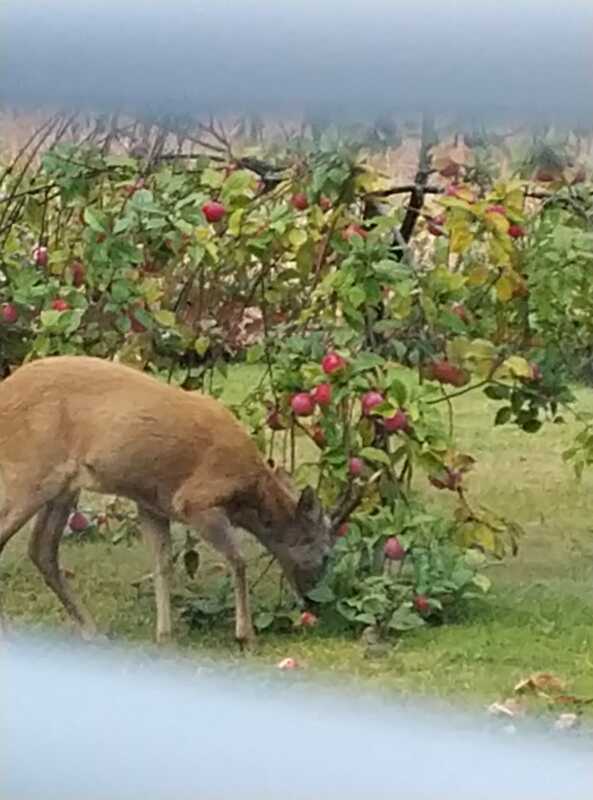 Kauris syömässä omenoita