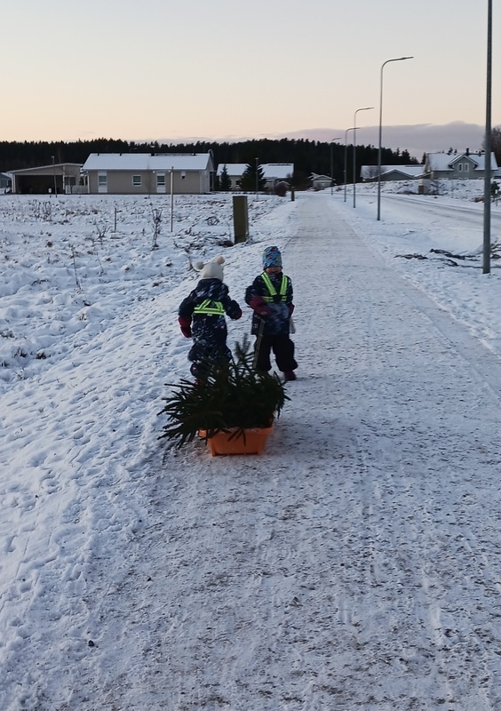 Lapset vetävät joulukuusta pulkassa