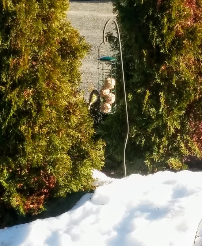 Lintujen talviruokinta