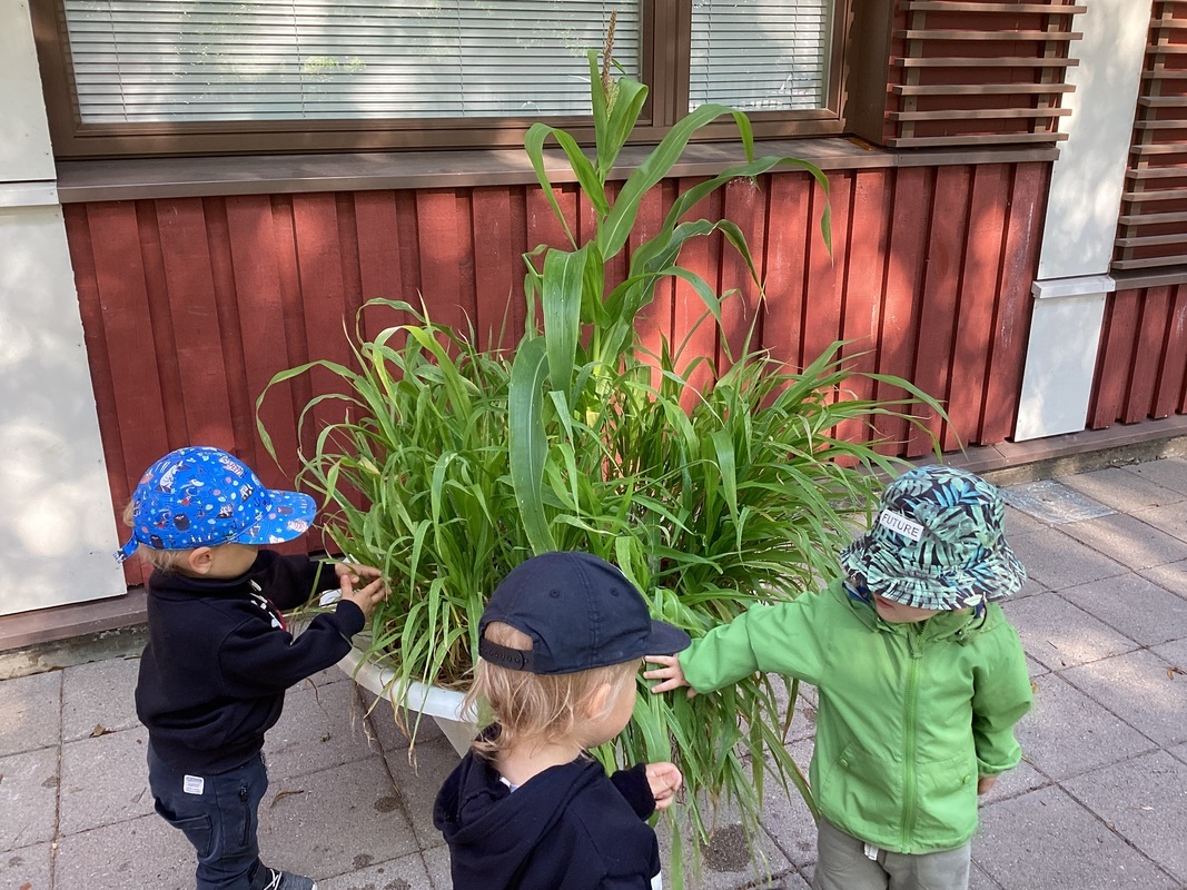 Lapset ihastelevat istuttamansa maissin kasvua