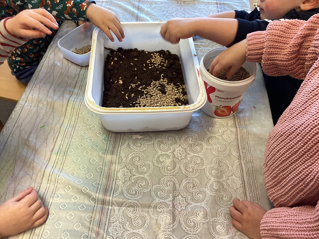 Kuvassa on astia jossa on multaa ja lapset laittavat sinne siemeniä.