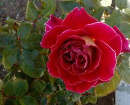 IMG-5b44938b518e6fe5785b82c1c96353bb-V.jpg