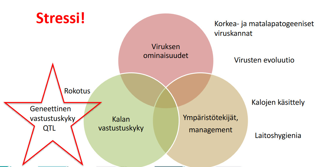 Screenshot 2022-10-25 at 09-01-18 IPN-vastustuskyvyn lisääminen emokalaston hallinnalla - Mia-Eriksson-Kallio-IPN-vastustuskyvyn-lisääminen-1.pdf.png