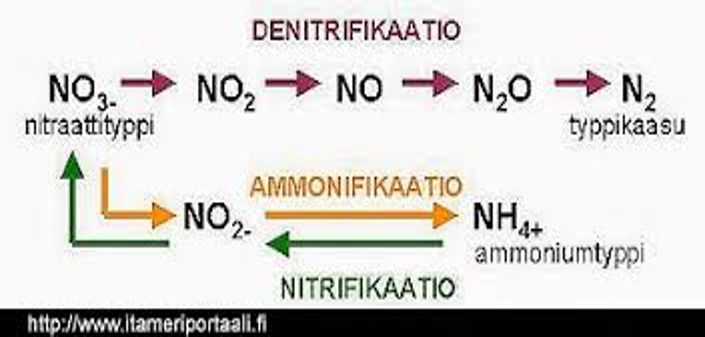 nitrifikaatio ja denitrifikaatio.png
