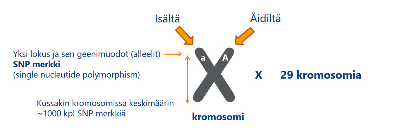Screenshot 2022-10-24 at 11-04-56 PowerPoint Presentation - Antti-Kause.pdf.png
