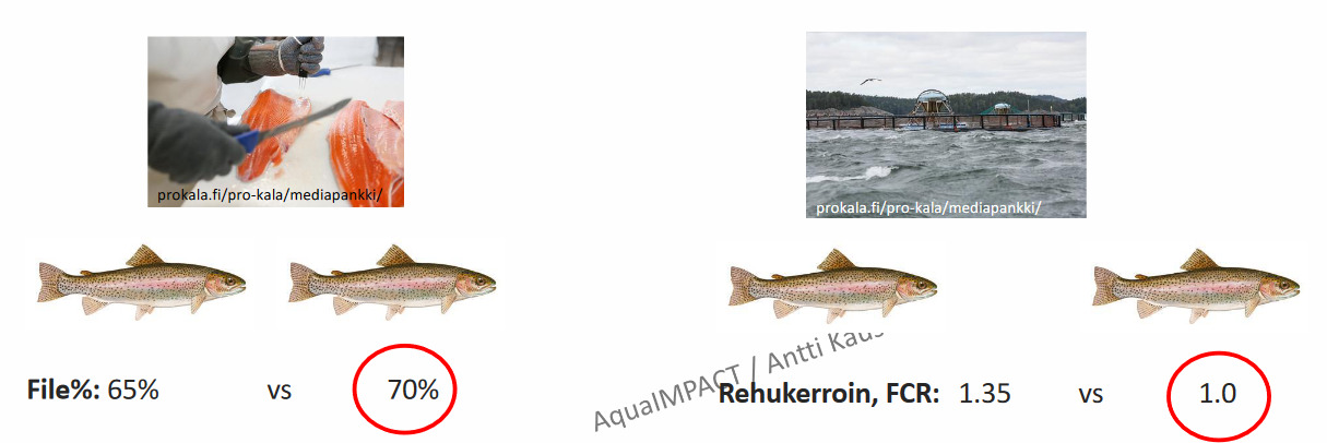 Screenshot 2022-10-24 at 11-36-39 Otsikko tähän - Kause_kalojen_ravitsemusvaatimukset_26082022_out.pdf.png