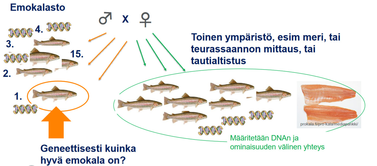 Screenshot 2022-10-24 at 11-30-12 Otsikko tähän - Kause_Kalakesa_2021_tar_toPDF-1.pdf.png