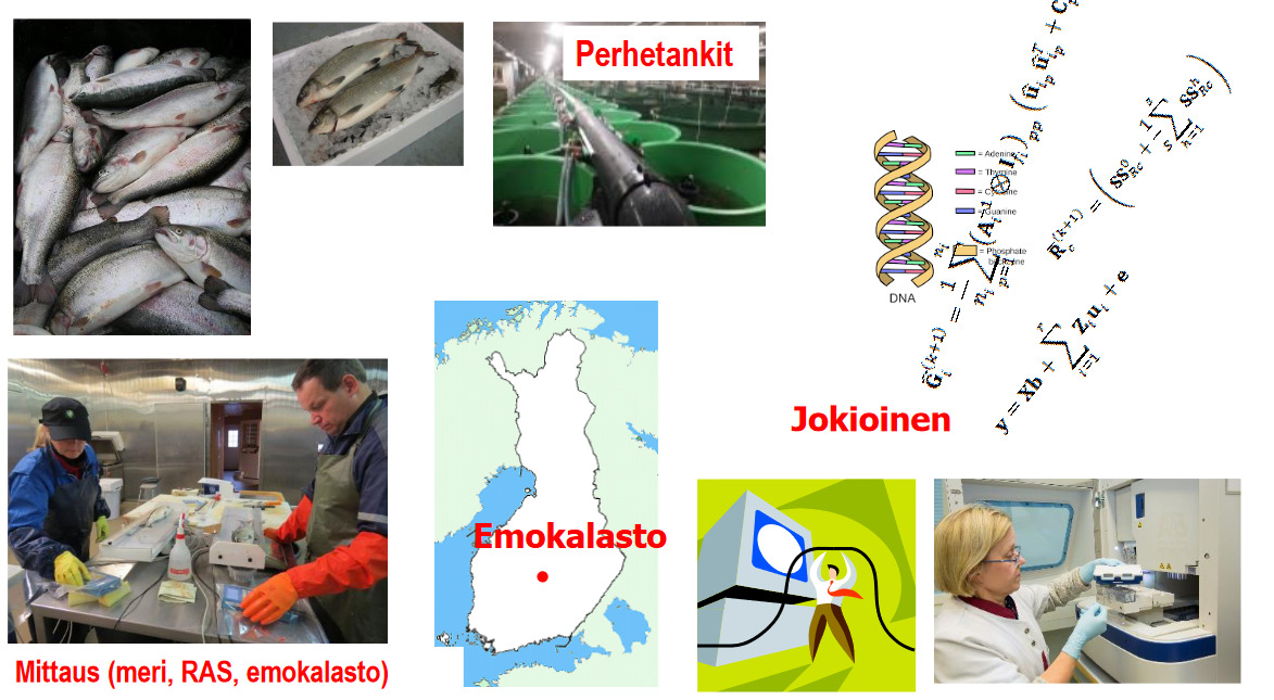 Screenshot 2022-10-24 at 11-34-27 Otsikko tähän - Kause_Kalakesa_2021_tar_toPDF-1.pdf.png