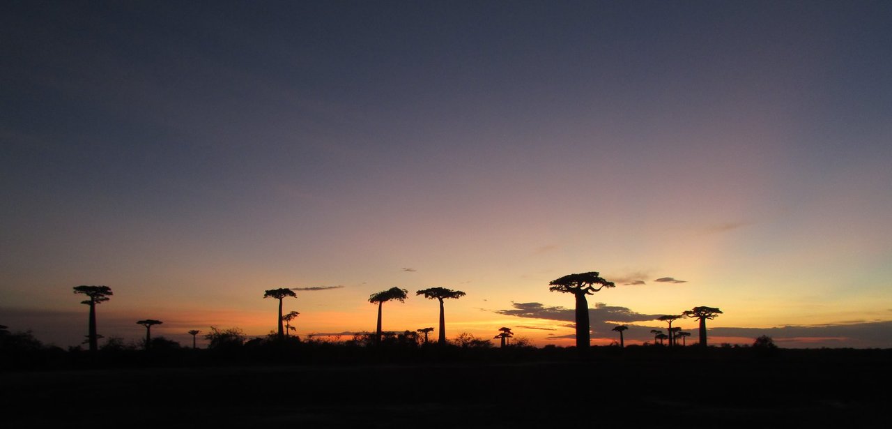 Baobab-puut.jpg