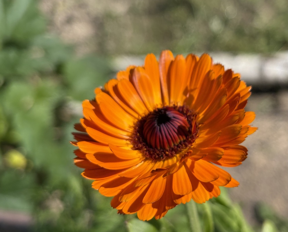 IMG_4450.jpeg