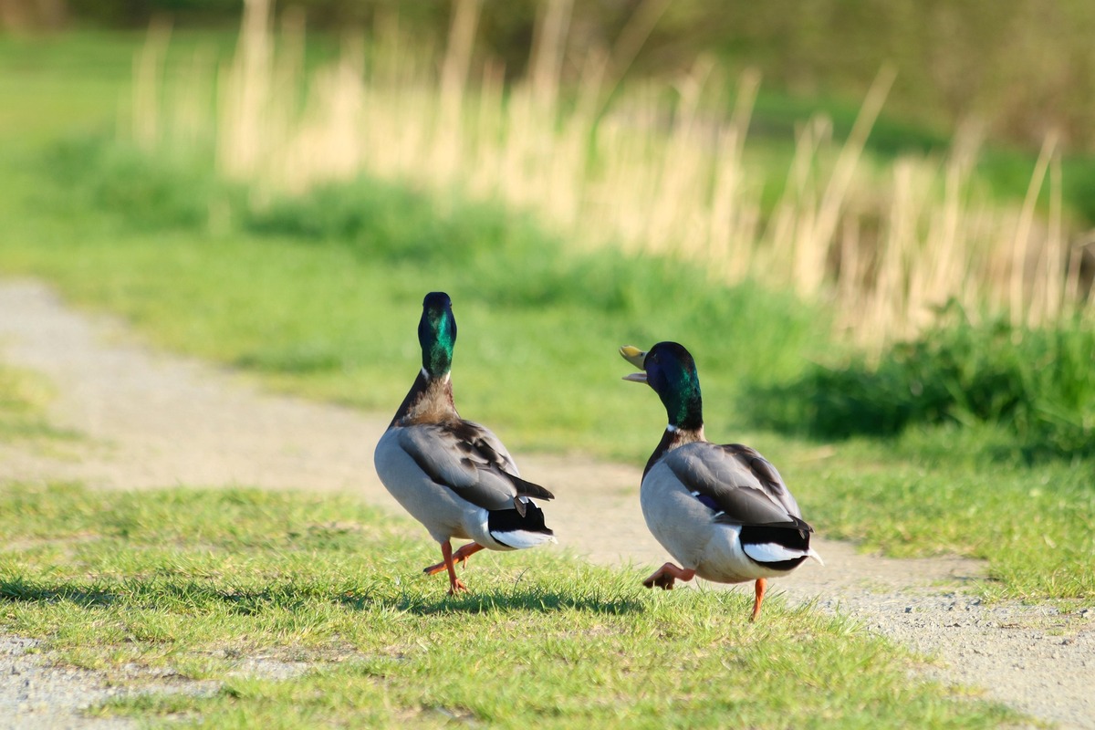 katerinavulcova-wild-duck-3397452_1920.jpg