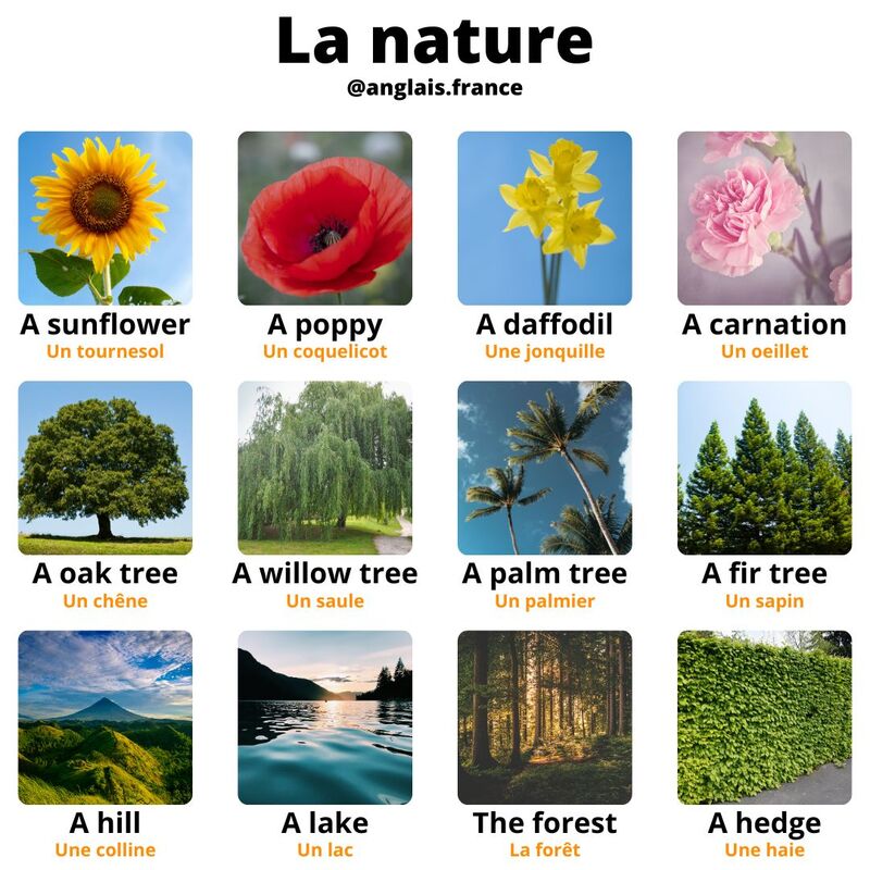 FLEURS.jpg