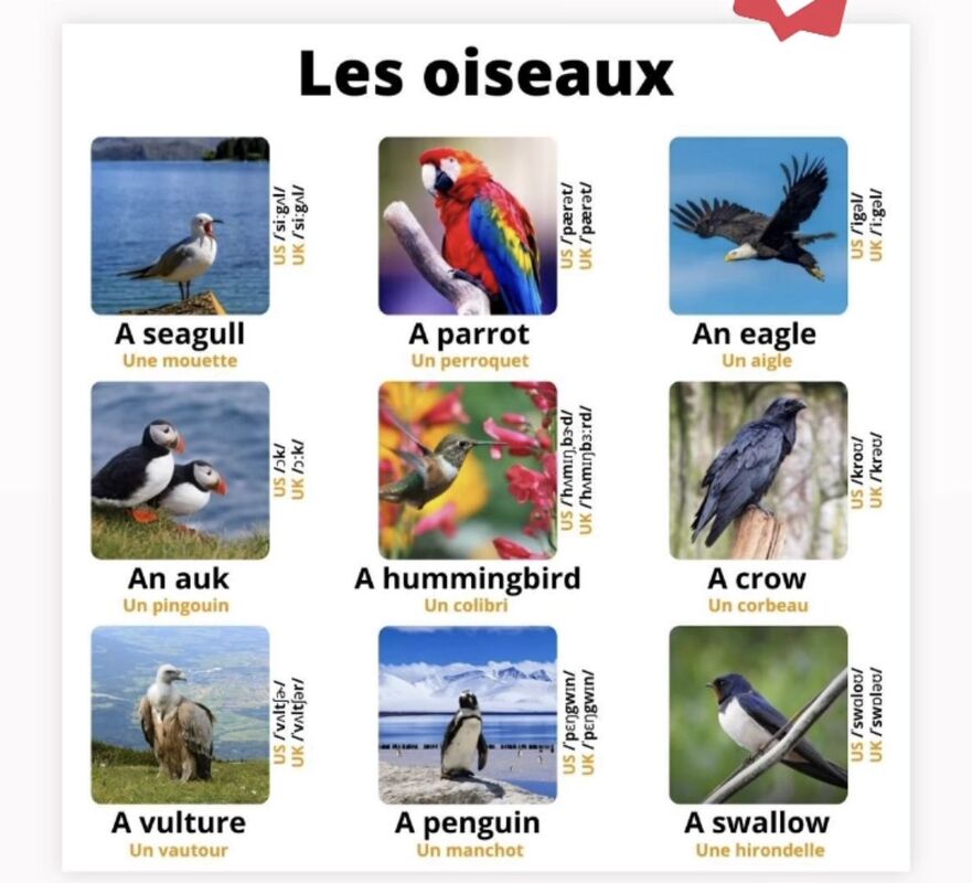 OISEAUX.jpg