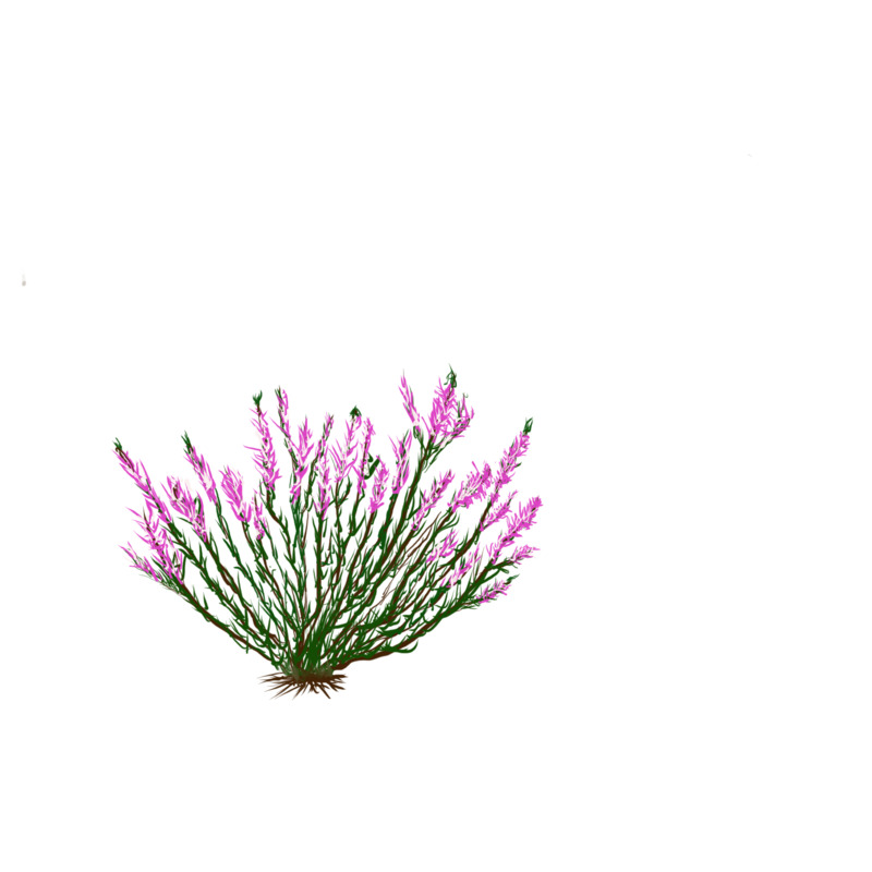 Kanerva_NinniPajukoski.PNG