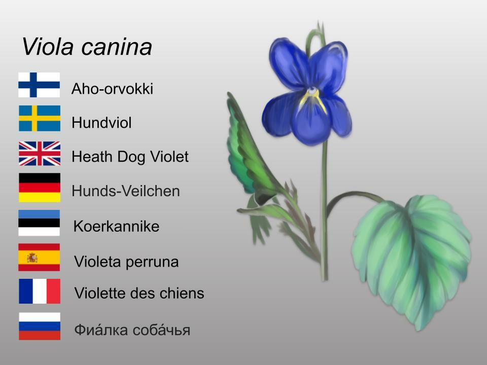 Piirros Linnea Santahuhta.jpg