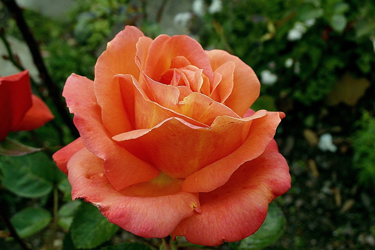 rose-3949167_1280.jpg