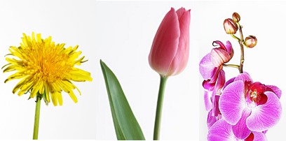 Voikukka, tulppaani ja orkidea