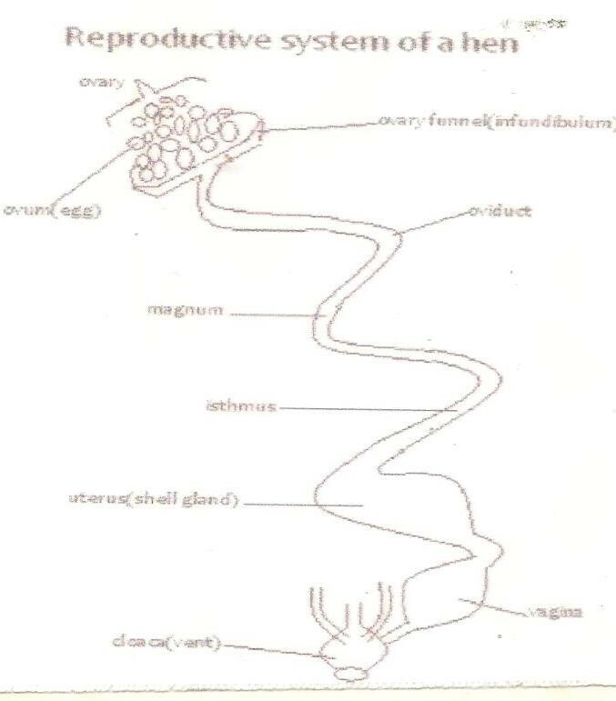 IV. Reproductive System of a Hen