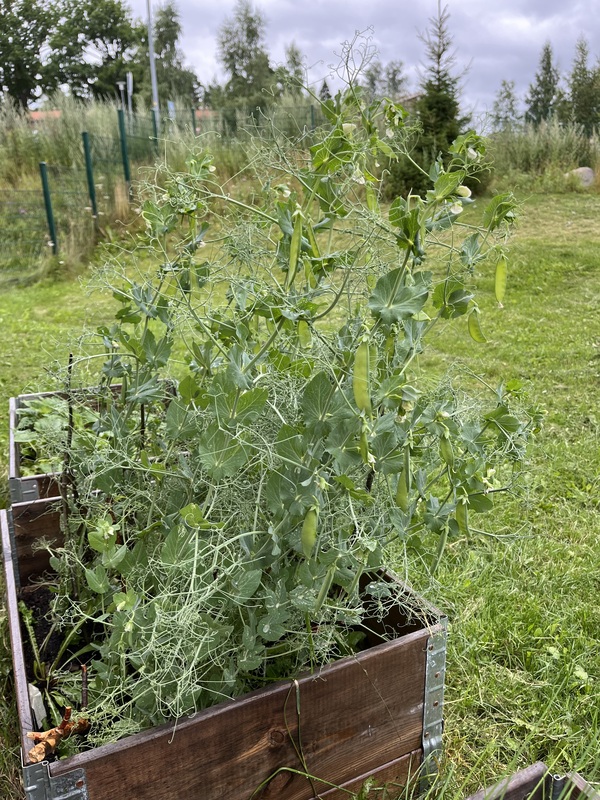 Pieni puutarhaprojekti/ kesä 26☘️🍀☀️