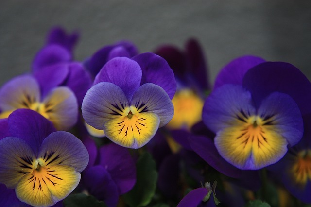 pansy-1344739_640.jpg