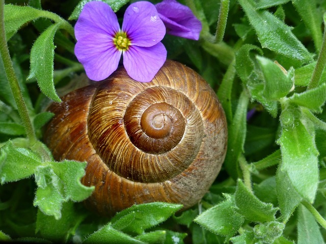 snail-3345628_640.jpg