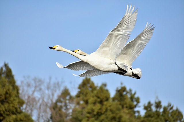 animal-3881363_640.jpg