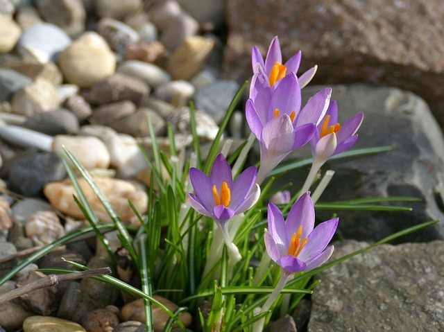 elves-crocus-4853046_640.jpg