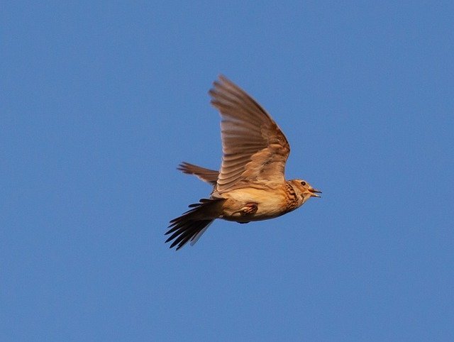 skylark-4974796_640.jpg