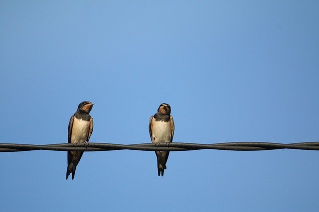 swallows-4244812_640.jpg
