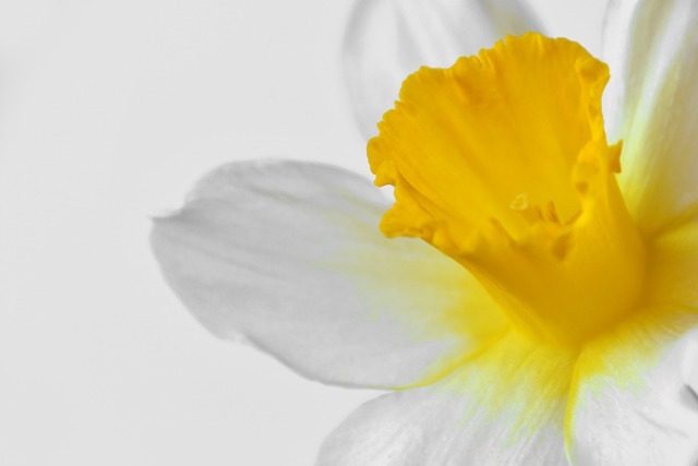 daffodil-4988655_640.jpg